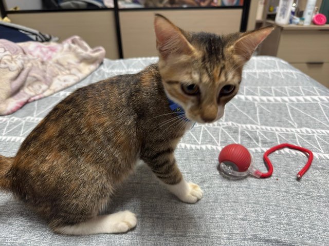 Leah - Domestic Short Hair + Calico Cat