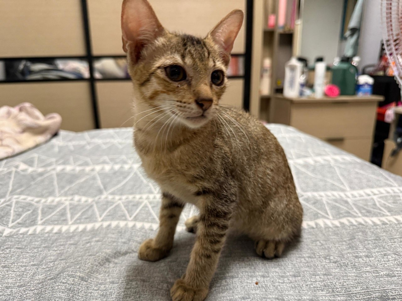 Rani - Domestic Short Hair + Calico Cat