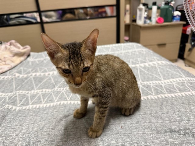 Rani - Domestic Short Hair + Calico Cat