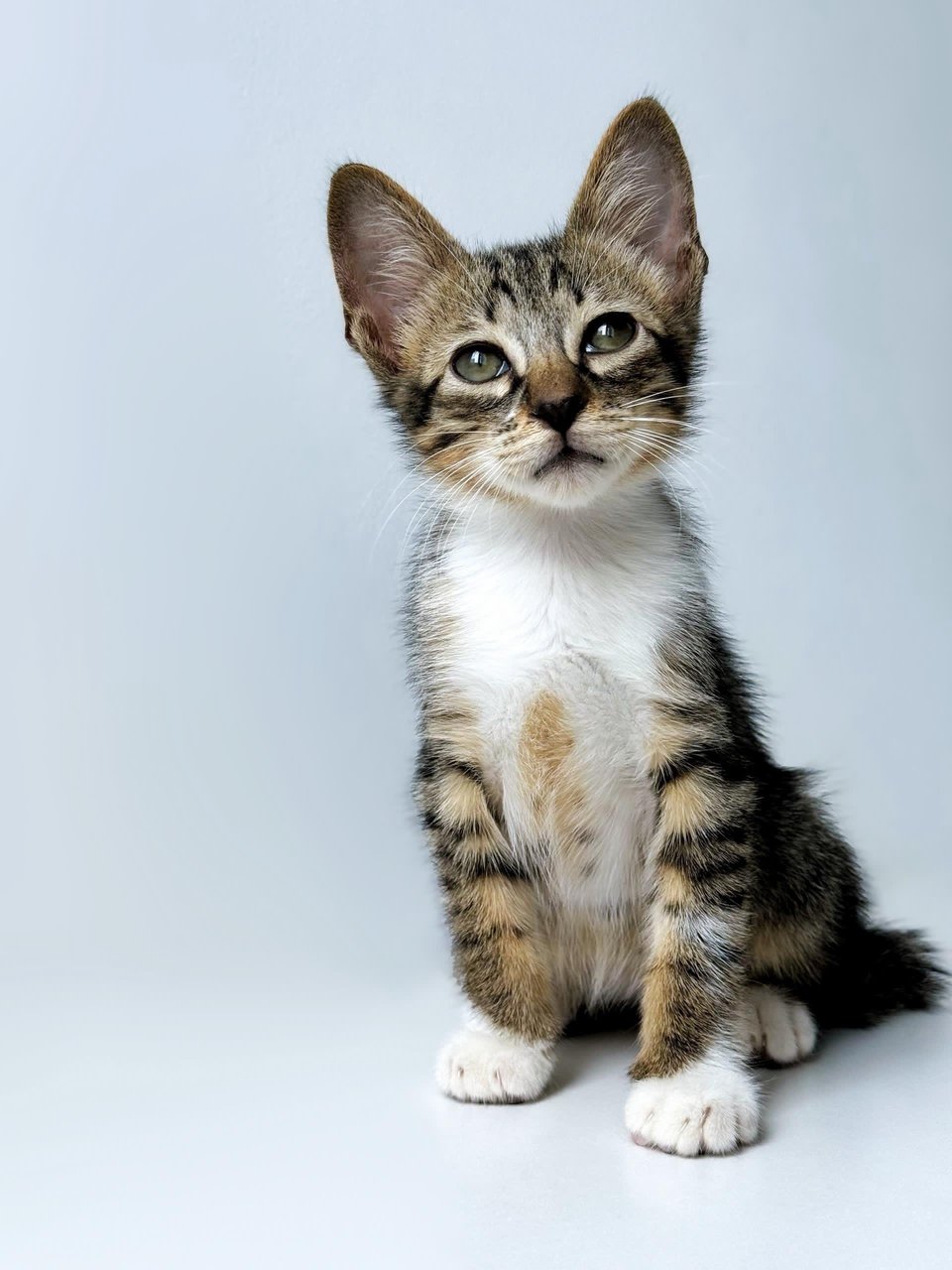 Neville Longface - Domestic Short Hair Cat