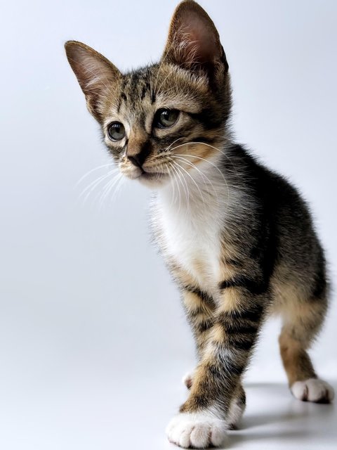 Neville Longface - Domestic Short Hair Cat