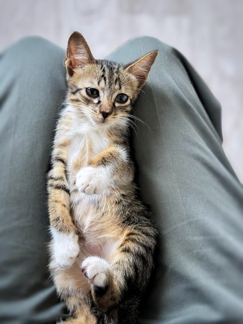 Neville Longface - Domestic Short Hair Cat