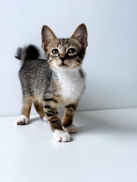 Neville Longface - Domestic Short Hair Cat