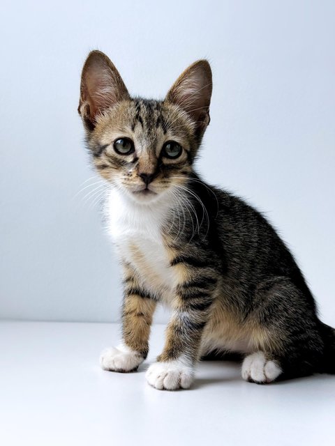 Neville Longface - Domestic Short Hair Cat