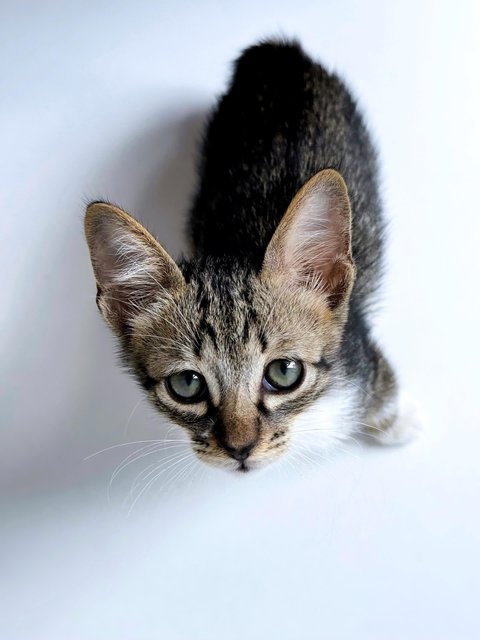 Neville Longface - Domestic Short Hair Cat