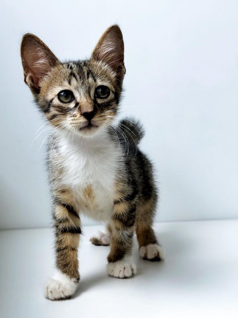 Neville Longface - Domestic Short Hair Cat