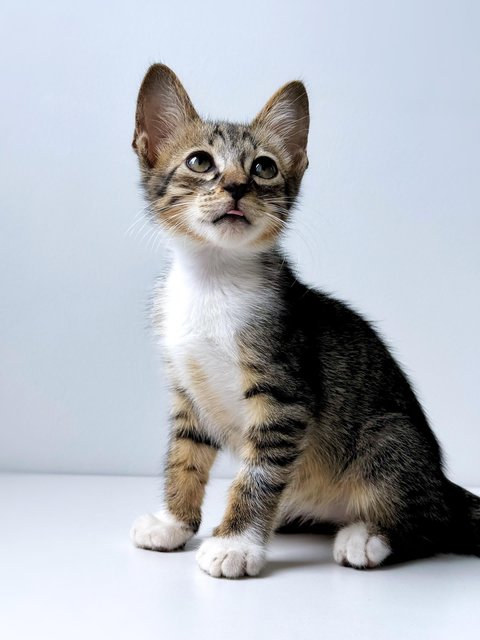 Neville Longface - Domestic Short Hair Cat