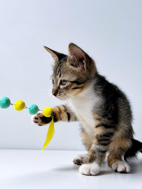 Neville Longface - Domestic Short Hair Cat
