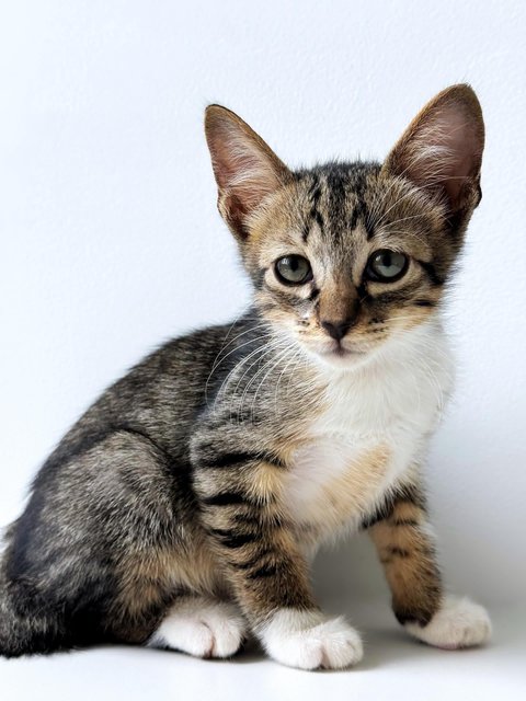 Neville Longface - Domestic Short Hair Cat