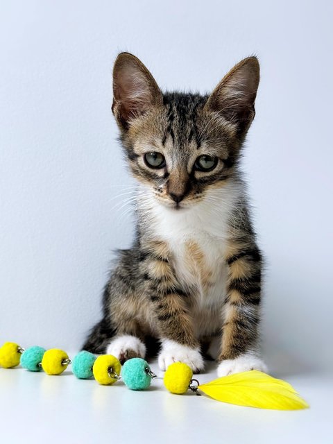 Neville Longface - Domestic Short Hair Cat