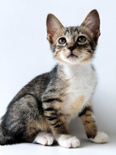 Neville Longface - Domestic Short Hair Cat