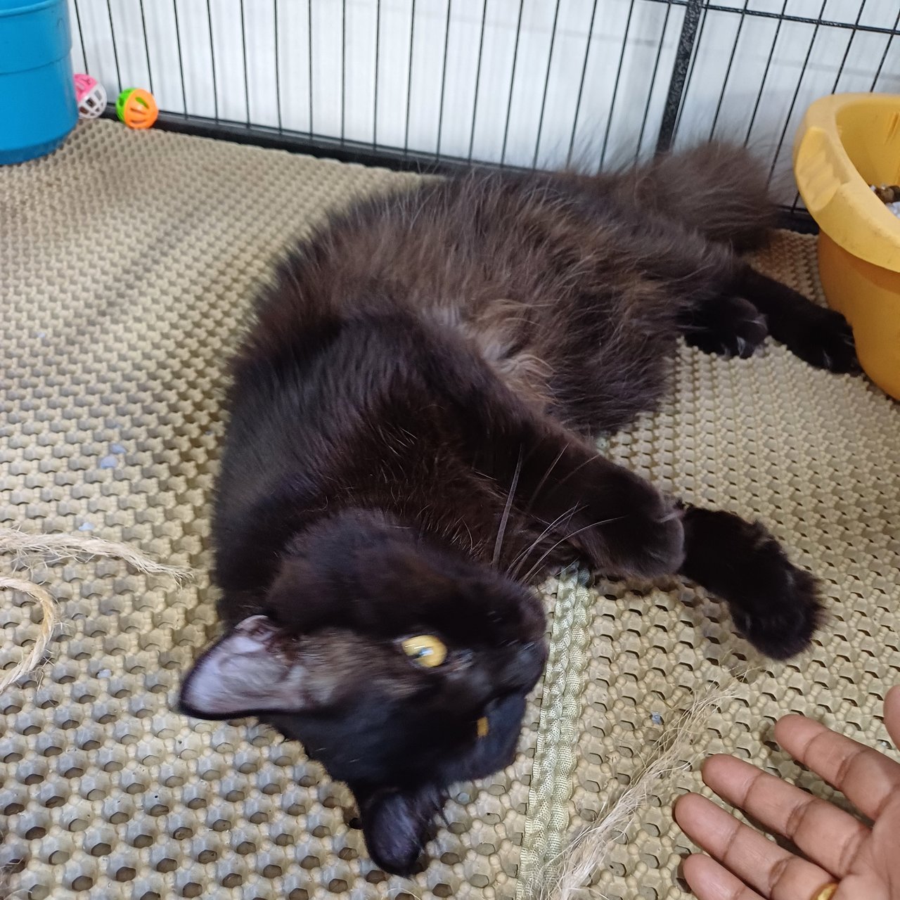 Moka - American Shorthair Cat