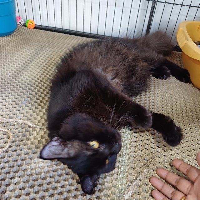 Moka - American Shorthair Cat