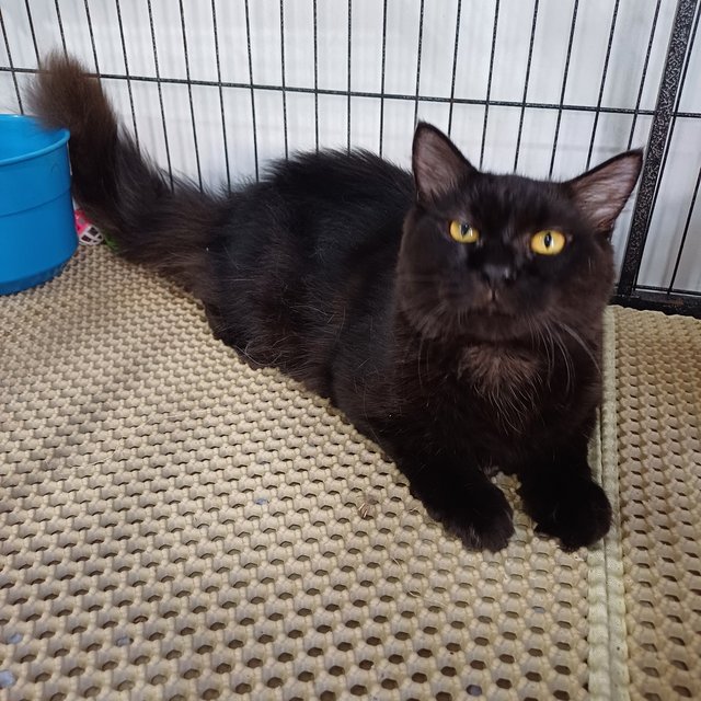 Moka - American Shorthair Cat