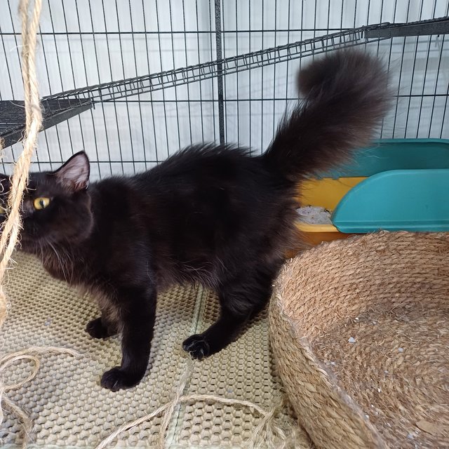 Moka - American Shorthair Cat
