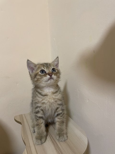 Yoda - British Shorthair Cat