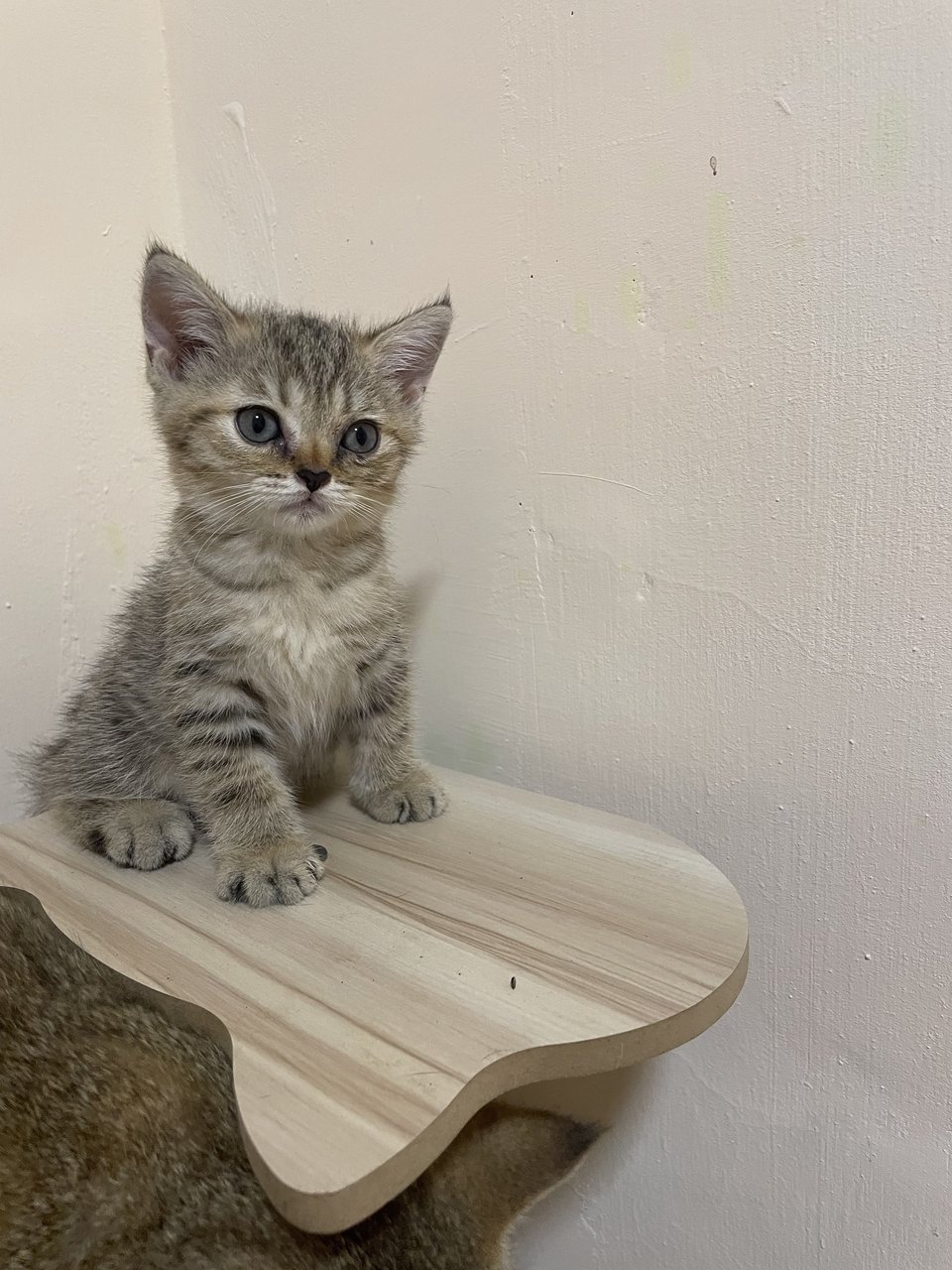 Nugget - British Shorthair Cat