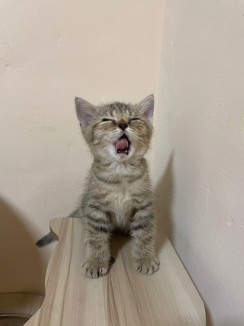 Nugget - British Shorthair Cat