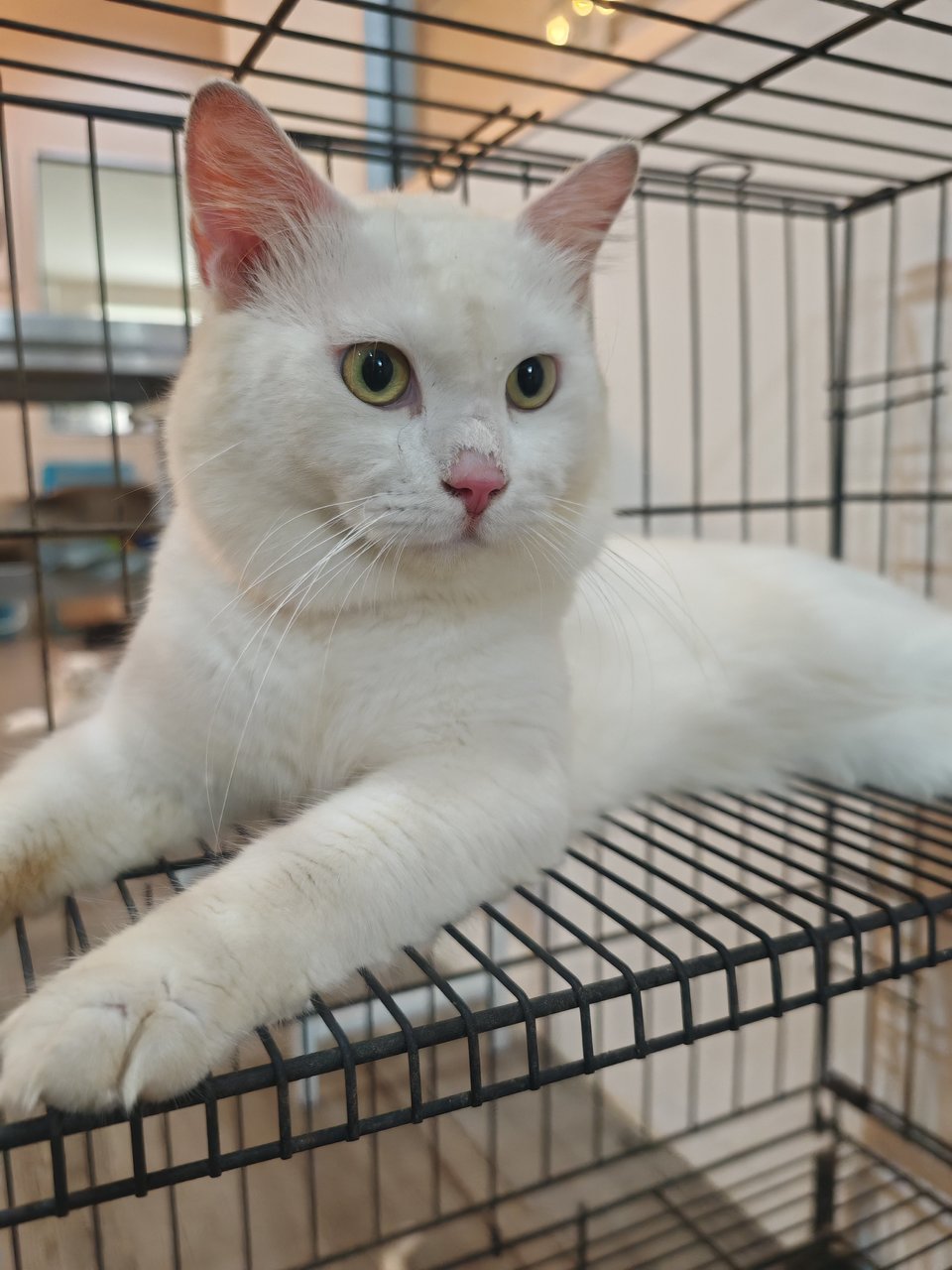 Linguinee - Domestic Short Hair Cat