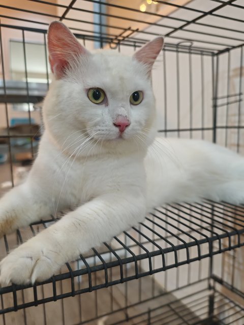 Linguinee - Domestic Short Hair Cat