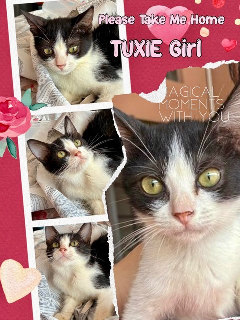 Tuxie - Domestic Short Hair Cat