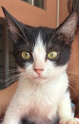 Tuxie - Domestic Short Hair Cat