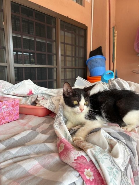 Tuxie - Domestic Short Hair Cat