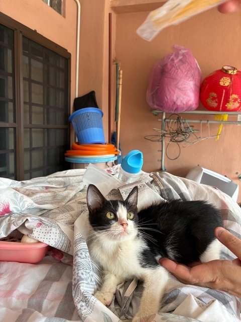 Tuxie - Domestic Short Hair Cat