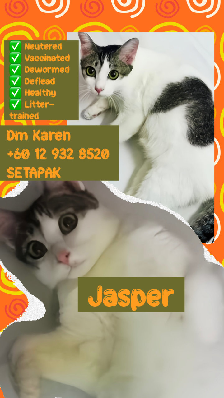 Jasper (Neutered Male) - Domestic Short Hair Cat