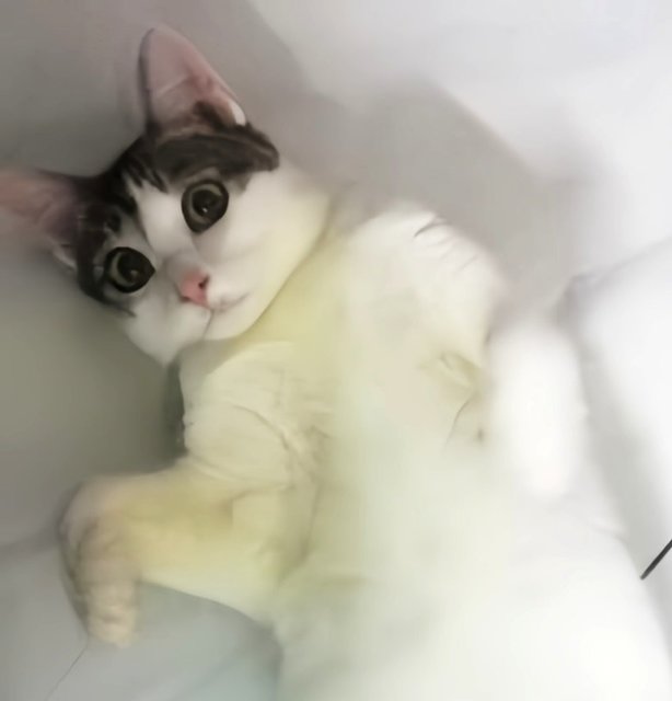 Jasper (Neutered Male) - Domestic Short Hair Cat
