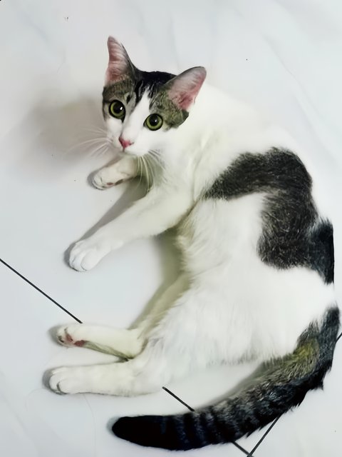 Jasper (Neutered Male) - Domestic Short Hair Cat