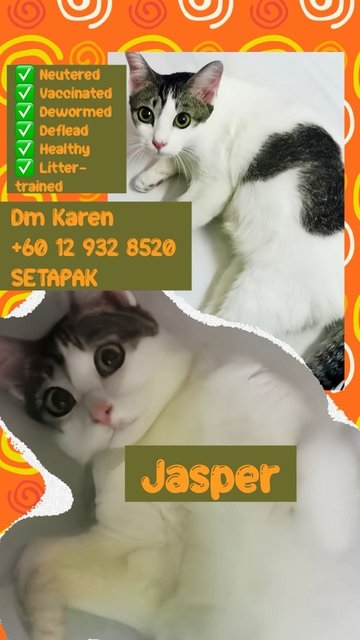 Jasper - Domestic Short Hair Cat