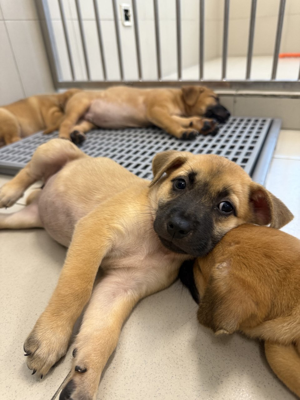 Nana - Mixed Breed Dog