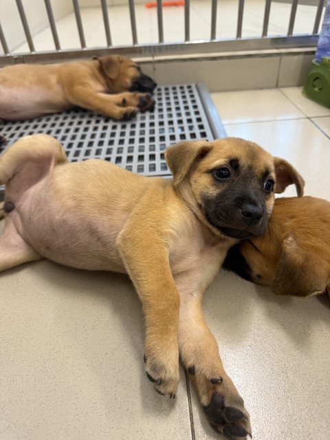 Nana - Mixed Breed Dog