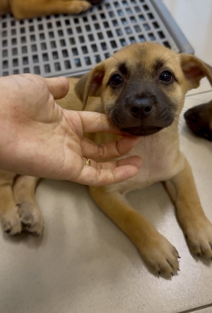 Nana - Mixed Breed Dog