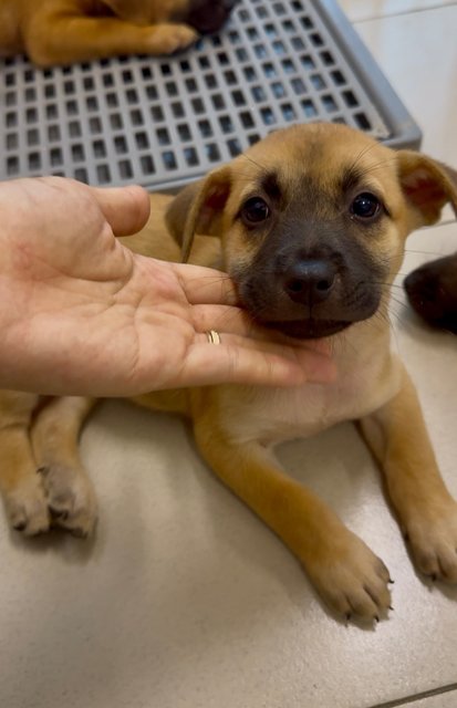 Nana - Mixed Breed Dog