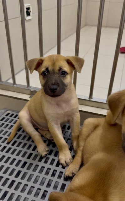 Nana &amp; Bubu - Black Mouth Cur Dog