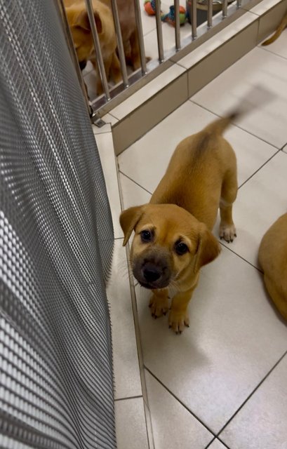 Nana &amp; Bubu - Black Mouth Cur Dog