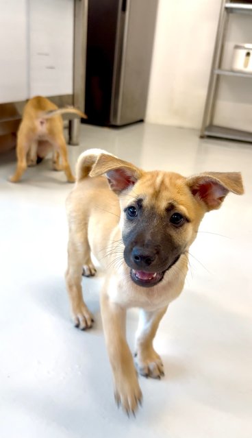 Nana &amp; Bubu - Black Mouth Cur Dog