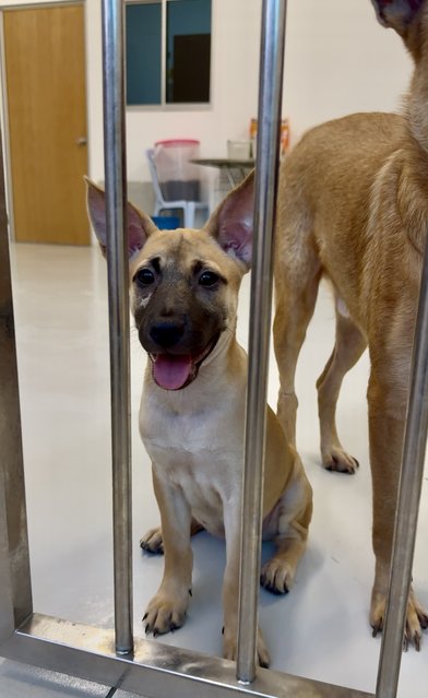 Nana &amp; Bubu - Black Mouth Cur Dog