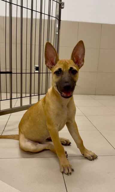 Nana &amp; Bubu - Black Mouth Cur Dog
