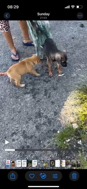 Short Tail  - Mixed Breed Dog