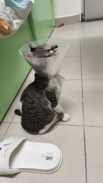 Komiko - Domestic Short Hair Cat