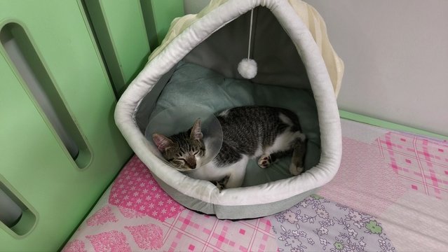 Komiko - Domestic Short Hair Cat