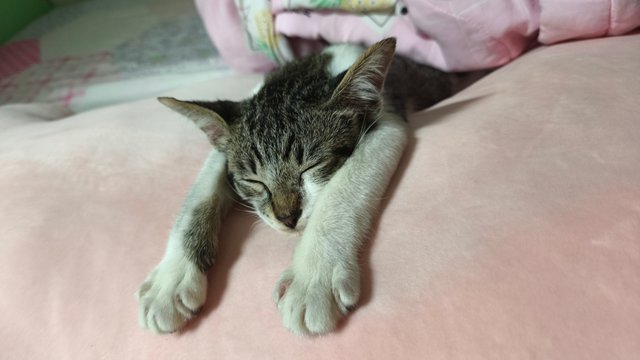 Komiko - Domestic Short Hair Cat