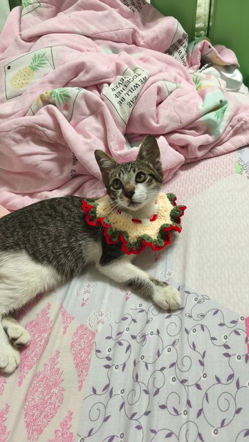 Komiko - Domestic Short Hair Cat