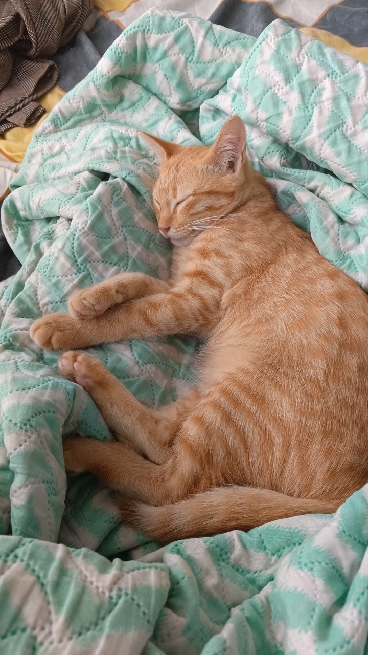 Kiara - Domestic Short Hair Cat