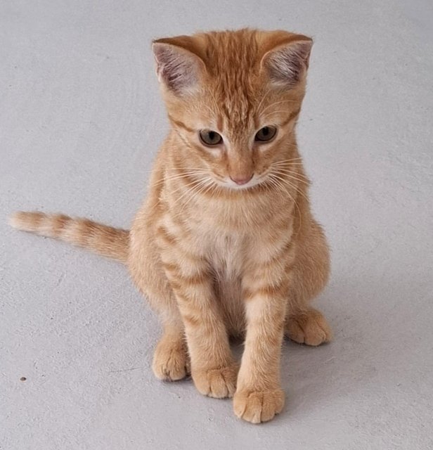 Kiara - Domestic Short Hair Cat