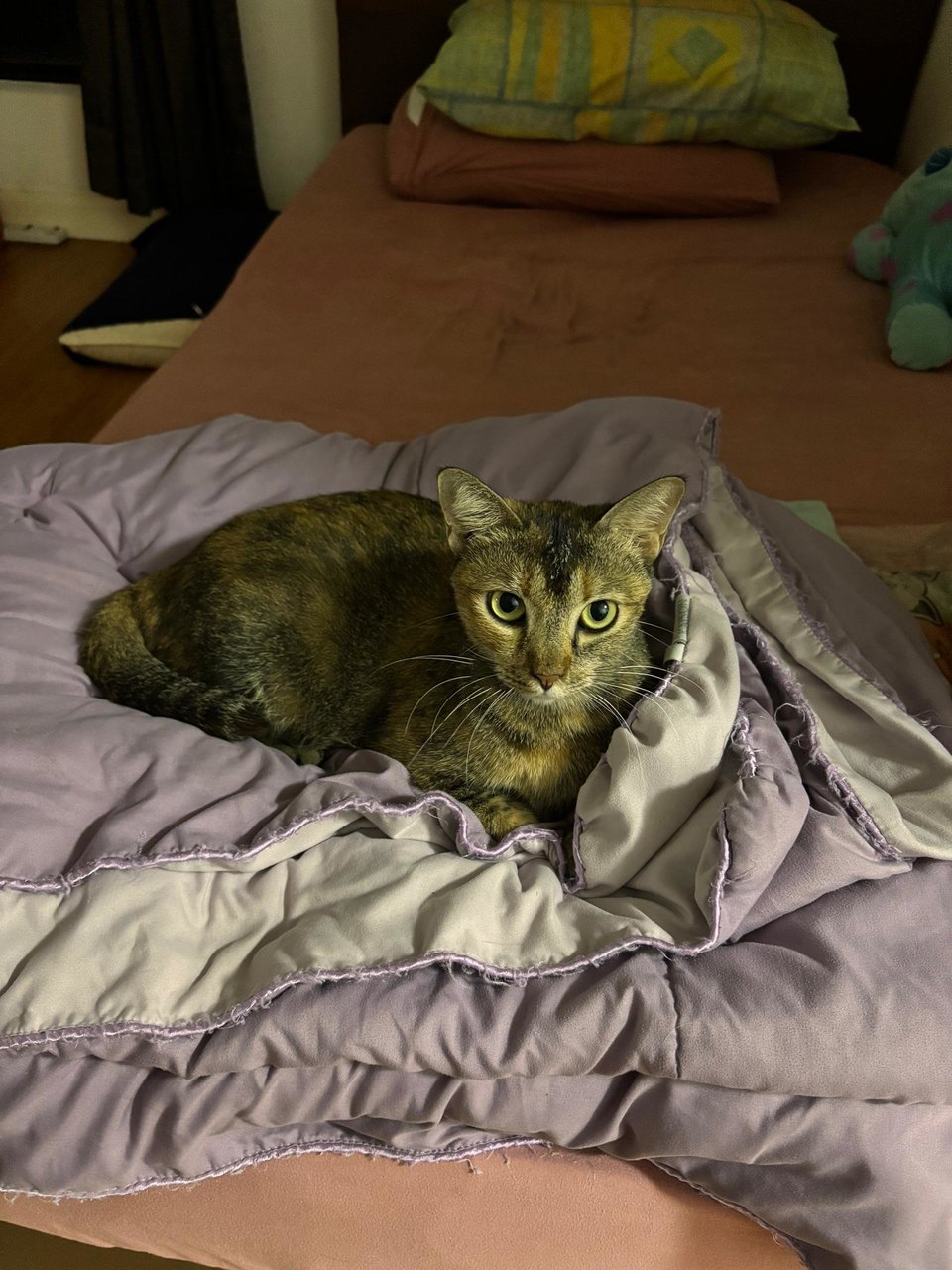 Kirei - Domestic Short Hair Cat