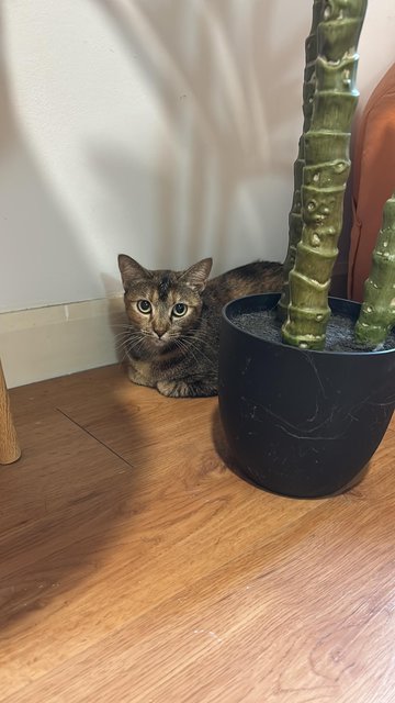 Kirei - Domestic Short Hair Cat